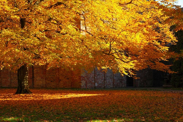 Alla scoperta del foliage nel parco storico dell’Abbadia di S. Giustina