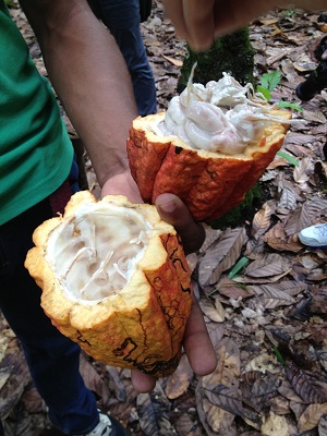Cacao, una meraviglia della Repubblica Domenicana