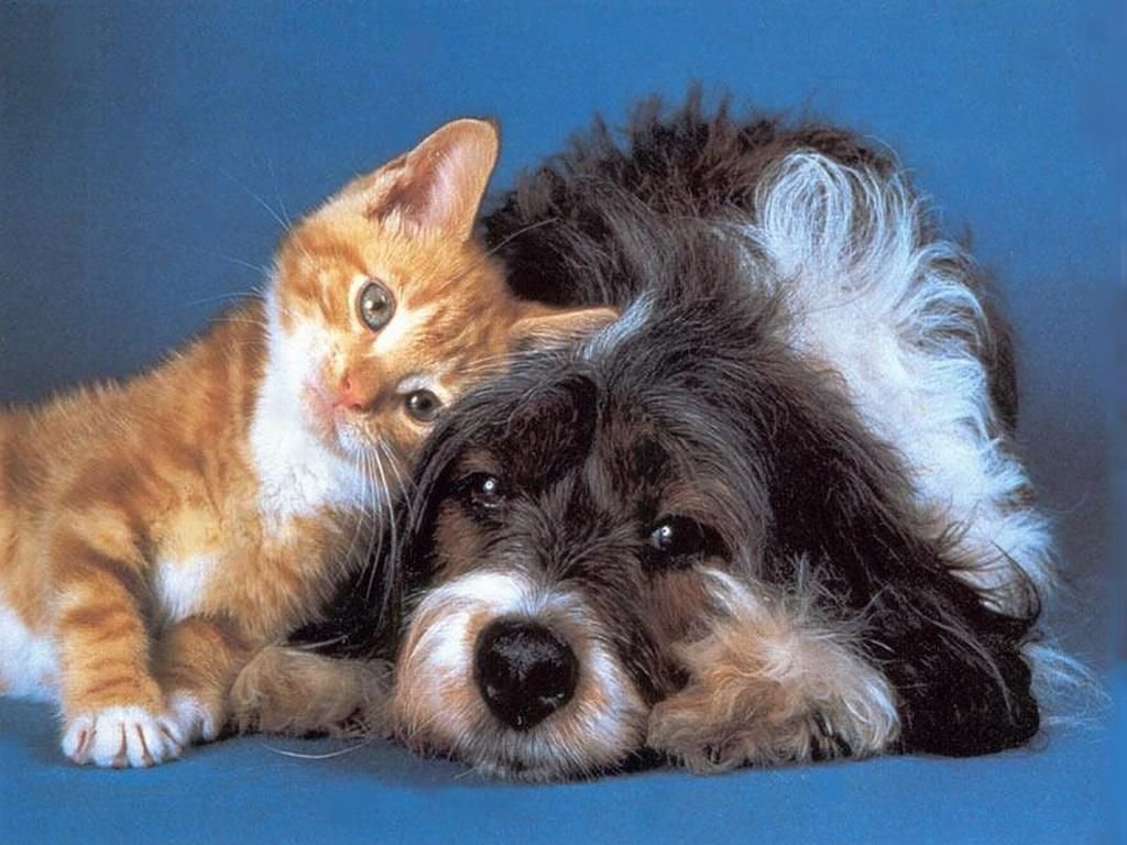 Animali domestici. Attenzione ai cibi crudi