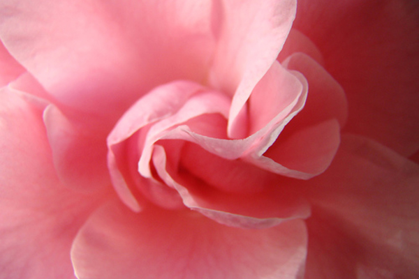 Festeggia i 50 anni la mostra della camelia di Verbania