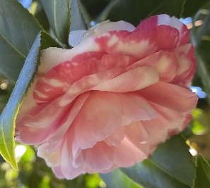 La camelia anteprima di primavera a Marlia