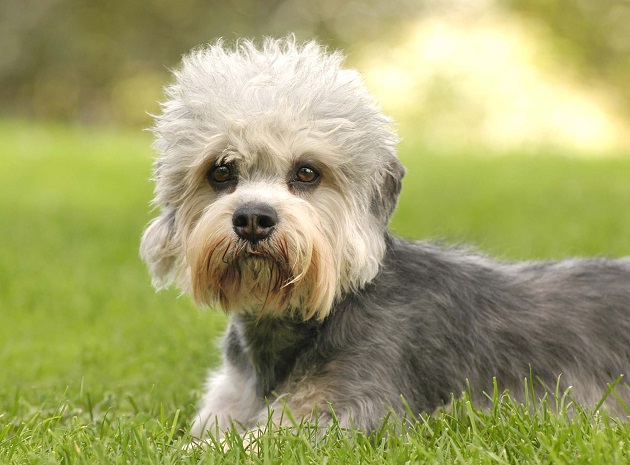 Attenti al cane. SuperDog Show 2016