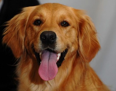 Bau! È la giornata internazionale del cane