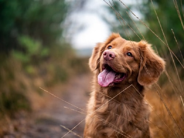 Vita da cani. Come comportarsi con i cani delle persone in quarantena da Covid19