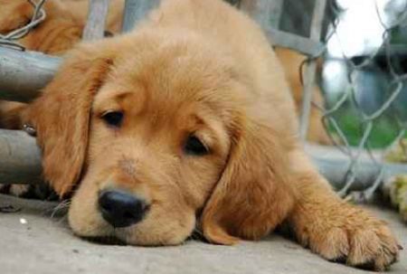 ‘Urban-pet’, il disagio di cani e gatti stressati dalla vita in città