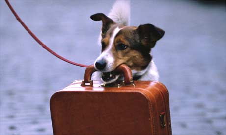Animali e treni. Come trasportarli