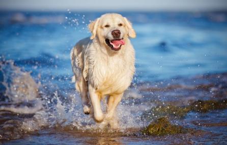 Bandane, tuffi, corse, guinzagli al vento, schizzi di mare….