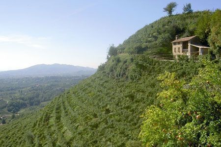 Il Cartizze, unico e vero re del prosecco