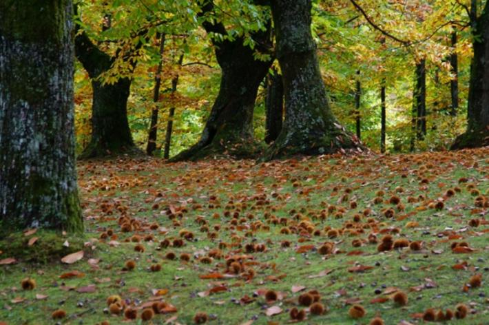 Autunno. Tempo di castagne, castagni e castagneti