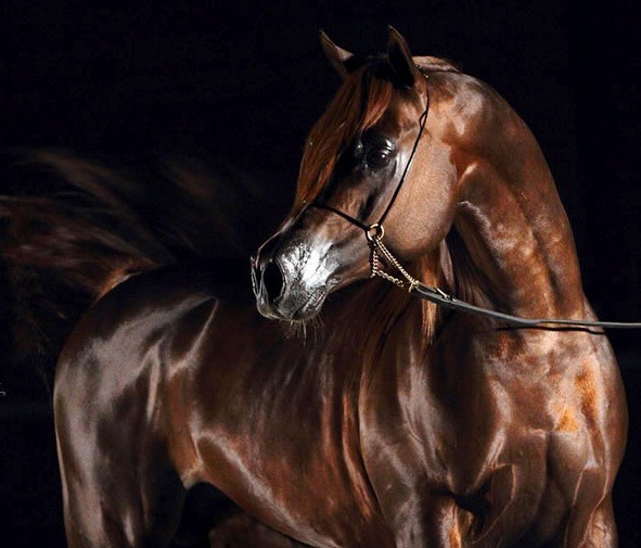 A Fieracavalli il giro del mondo a cavallo