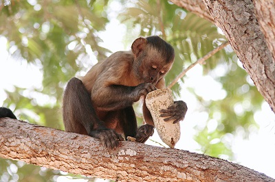 Anche le scimmie hanno ‘tradizioni’