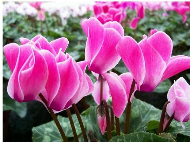 Chi l’ha detto che non si può combattere il grigiore invernale?