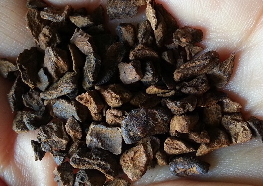 Dalla cicoria un antico e salutare caffè