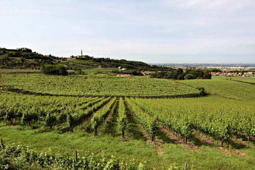 Tutti i numeri della vendemmia 2015