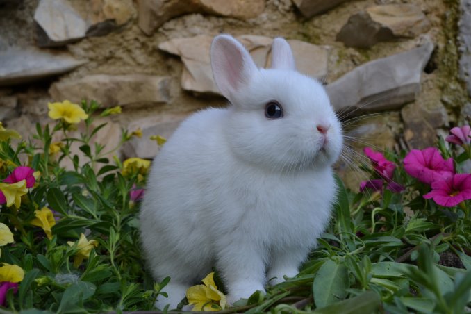 International Rabbit Day & Friends
