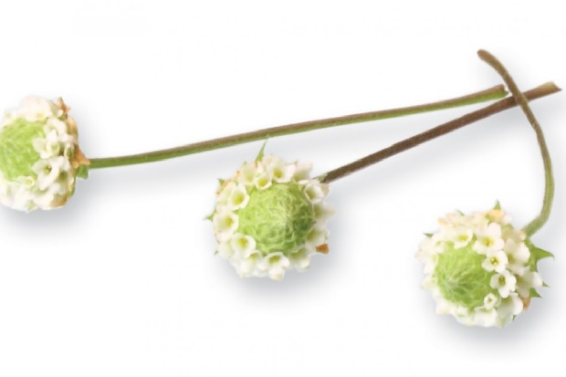 Dushi Button, il fiore commestibile più dolce dello zucchero