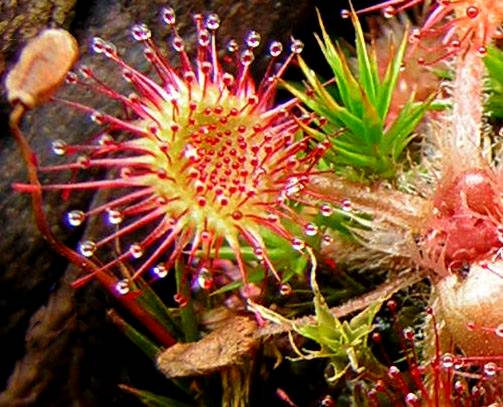 Varese: piante ‘guerriere’ in mostra ai musei di Villa Mirabello