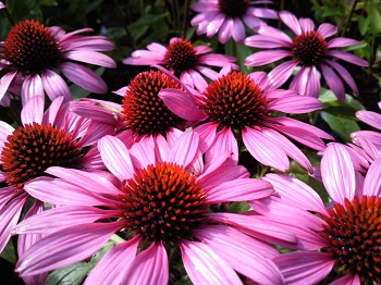 L’echinacea, rinforzante del sistema immunitario e lenitivo della pelle