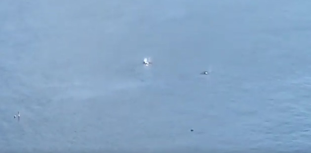 Le orche arrivano all’isola d’Elba
