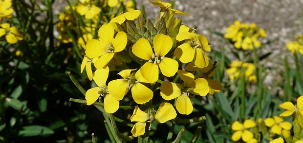 L’erisimo, l’erba dei cantanti e…dei fumatori