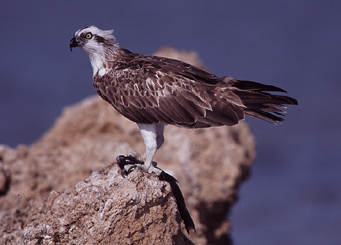 Maremma. Dopo 42 anni  il falco pescatore torna a nidificare in Italia