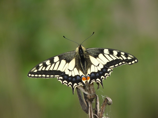 Camminare con lentezza per godere quanto la natura riserva