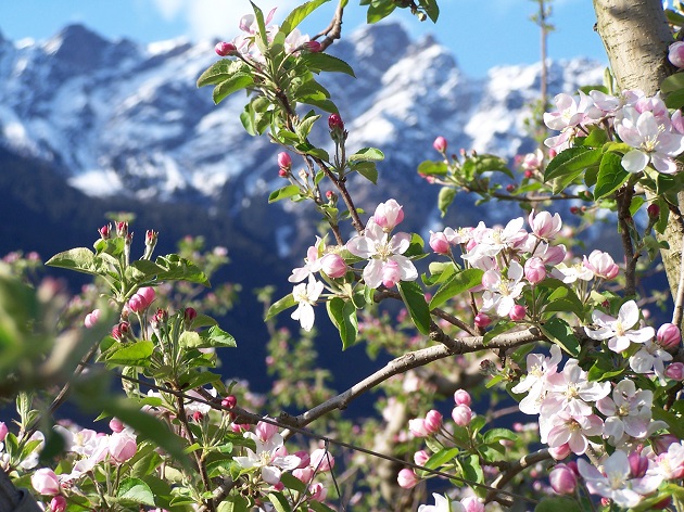 Festa della Fioritura in Alto Adige