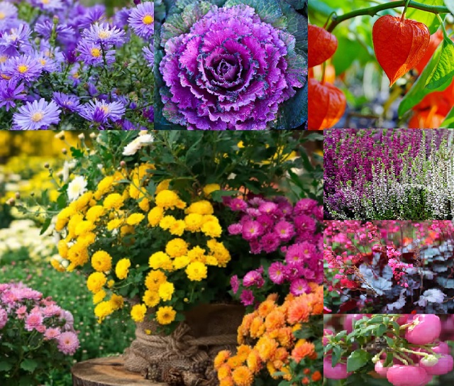 Vasi in fiore anche in inverno