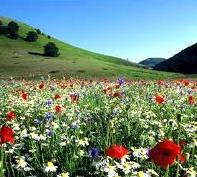 Terza età. Più facile con i fiori di bach