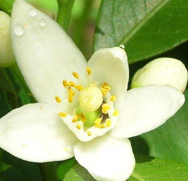Il limone, profumo da gustare
