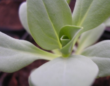 Oyster Leaves, l’ostrica vegetale