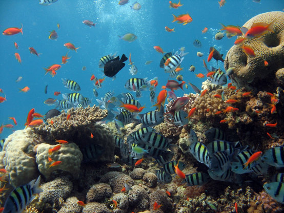 Imparare a tutelare il mare a bordo di Nave Vespucci