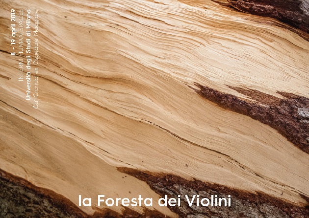 La foresta dei Violini