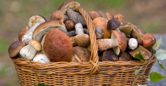 Stagione d’oro per la raccolta e il consumo di funghi. Ecco le regole da rispettare