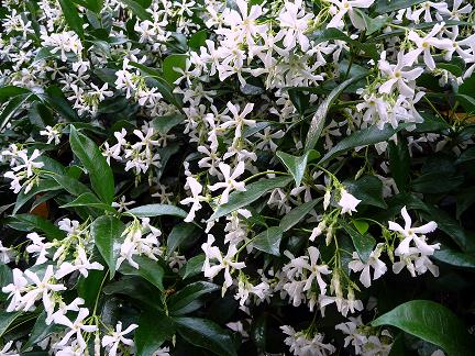Jasminum