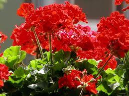 Pelargonium O Geranio,sapore d’estate