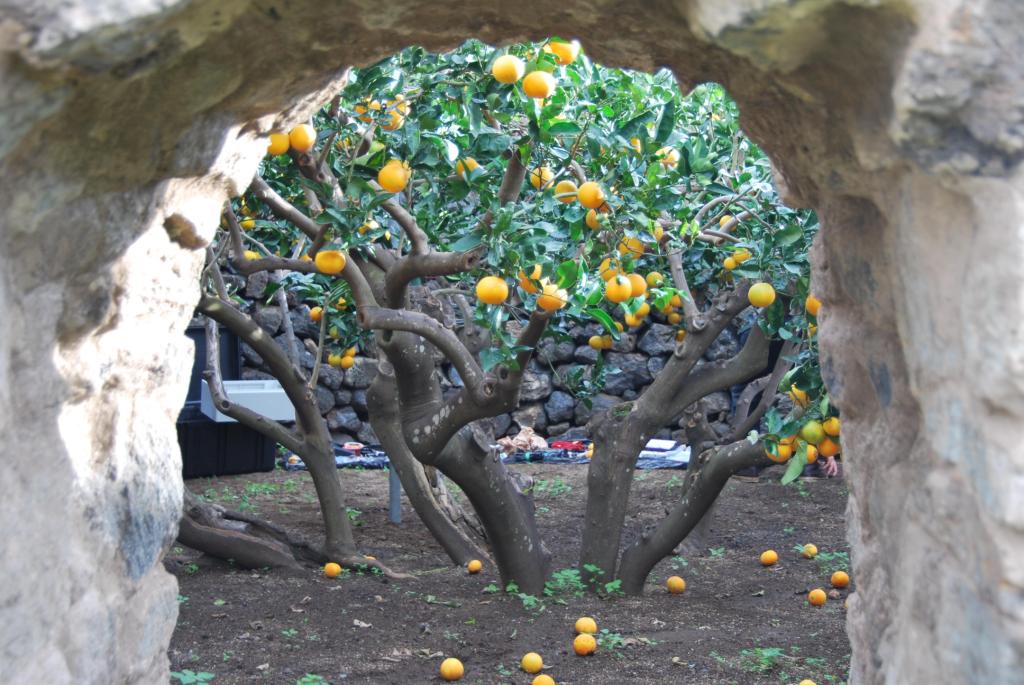 Il Giardino Pantesco Donnafugata, una storia lunga 3000 anni