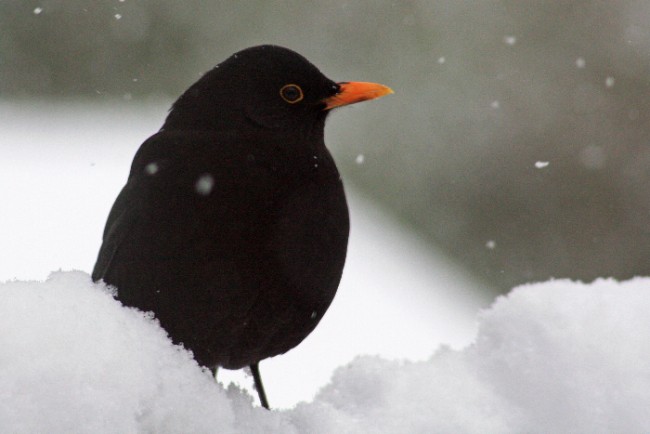 Antiche previsioni meteo, i giorni della merla