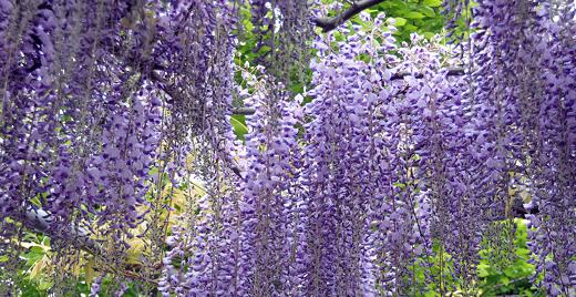 Il Glicine color lillà.
