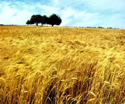 Grani antichi siciliani, il benessere nella tradizione