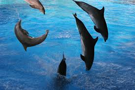 Marina Militare e Marevivo alleati per il mare