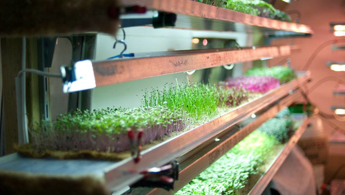 Insalata e pomodori, a Berlino si raccolgono nell’orto del supermercato