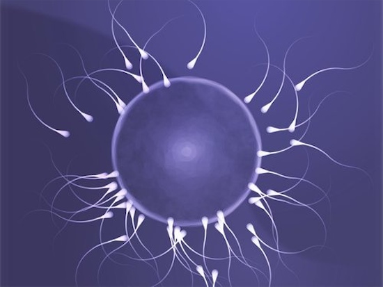 L’infertilità maschile da oggi si cura con le alghe