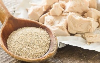 Dal lievito di birra individuate possibili cause di malattie neurodegenerative