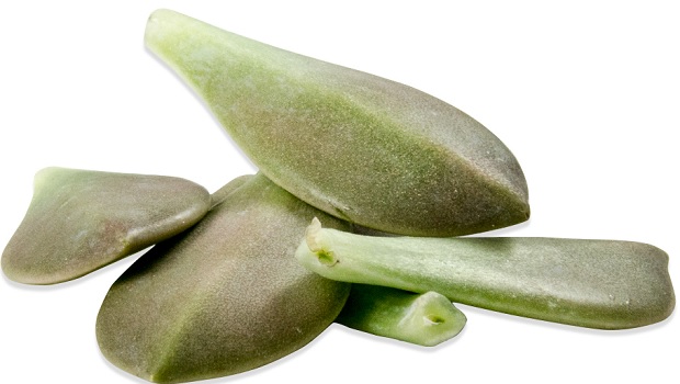 Majii Leaves, succose foglie capaci di assorbire i sapori voluti