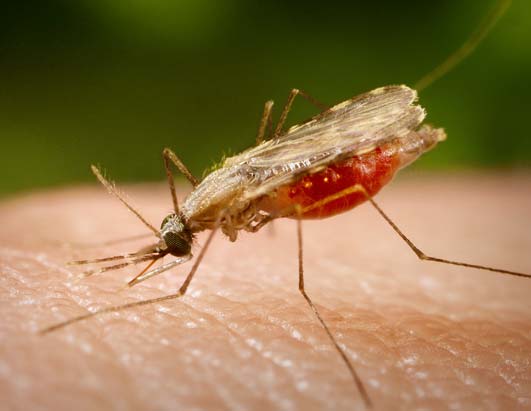 Malaria? Diagnosi in 30 minuti