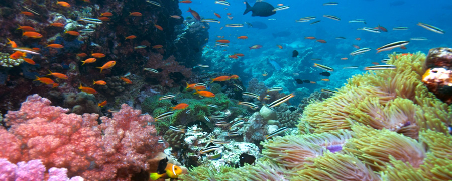 Vacanze. E’ il Mar Rosso la meta più ambita dagli italiani