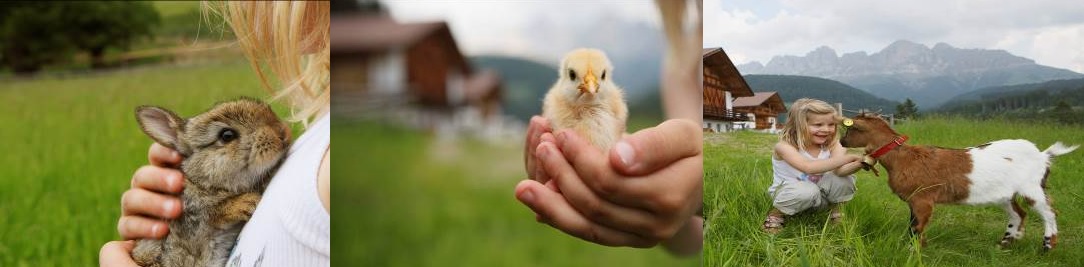 Alto Adige. Fiocchi rosa e azzurri rallegrano i masi