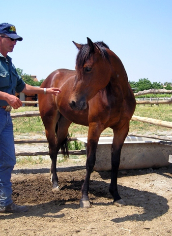 Quando uomo e cavallo sono tutt’uno