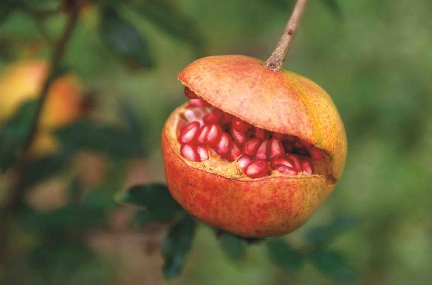 I frutti dell’autunno ai Giardini di Castel Trauttmansdorff